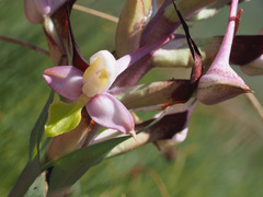 Disa cooperi