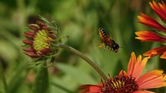 Megachile lerma