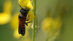 Megachile lerma