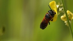 Megachile lerma