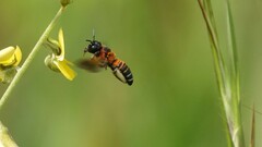 Megachile lerma