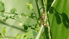 Ropalidia variegata