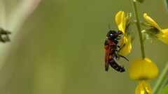 Megachile lerma