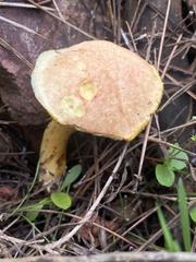 Rheubarbariboletus persicolor