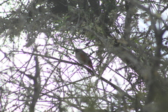 Microspingus cabanisi