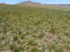 Helichrysum herbaceum