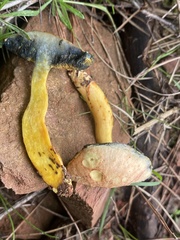 Rheubarbariboletus persicolor