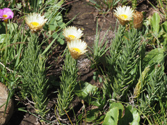Helichrysum herbaceum