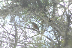 Microspingus cabanisi