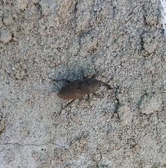 Sphenophorus rusticus