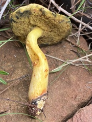Rheubarbariboletus persicolor