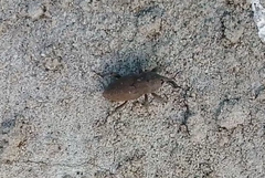 Sphenophorus rusticus