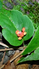 Schisandra arisanensis