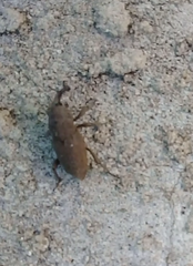 Sphenophorus rusticus