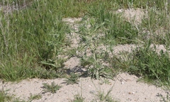 Deinandra pallida