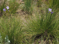Heliophila rigidiuscula