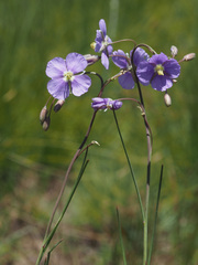 Heliophila rigidiuscula