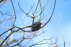 Hylocharis chrysura