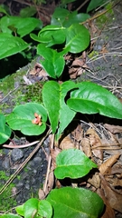 Schisandra arisanensis