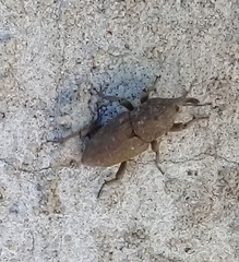 Sphenophorus rusticus