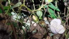 Rosa transmorrisonensis