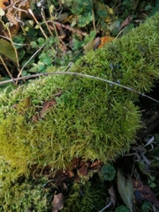 Eurhynchium striatum