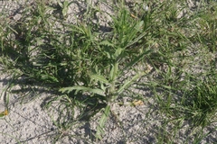 Deinandra pallida