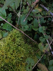 Eurhynchium striatum