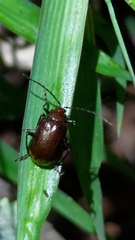 Gallerucida singularis