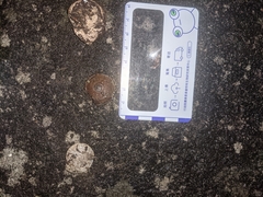 Plectotropis mackensii