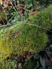 Eurhynchium striatum