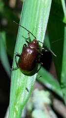 Gallerucida singularis