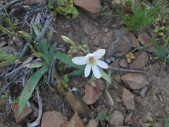Tritonia pallida
