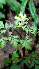 Corydalis pallida