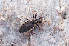 Australocleptes ereptor