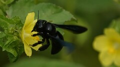 Xylocopa