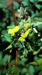 Corydalis pallida