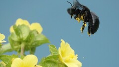 Xylocopa