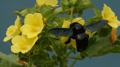 Xylocopa