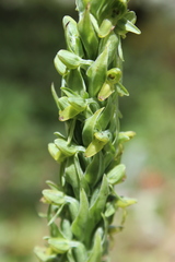 Platanthera volcanica