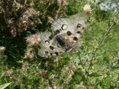 Parnassius apollo