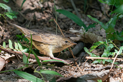 Locustella lanceolata
