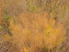 Amsonia hubrichtii