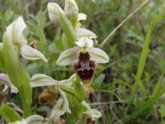 Ophrys umbilicata