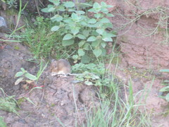 Apodemus sylvaticus