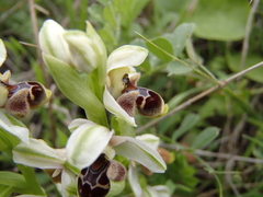 Ophrys umbilicata