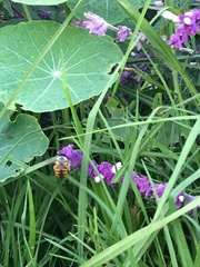 Xylocopa tabaniformis azteca