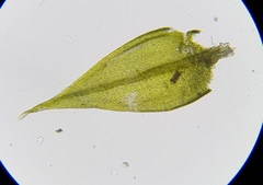 Sciuro-hypnum populeum