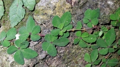 Tetrastigma obtectum