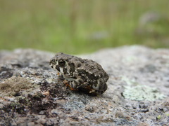 Anaxyrus compactilis